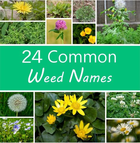 A Guide to Names of Weeds (With Pictures). A weed is an undesired plant in the wrong place. This guide helps you identify 24 of the most common weeds you'll encounter in your garden—so you can love them or kill them! Identifying Weeds, Common Garden Weeds, Common Lawn Weeds, Easy To Grow Flowers, Kill Weeds, Plant Notes, Identify Plant, Weeds In Lawn, Garden Weeds