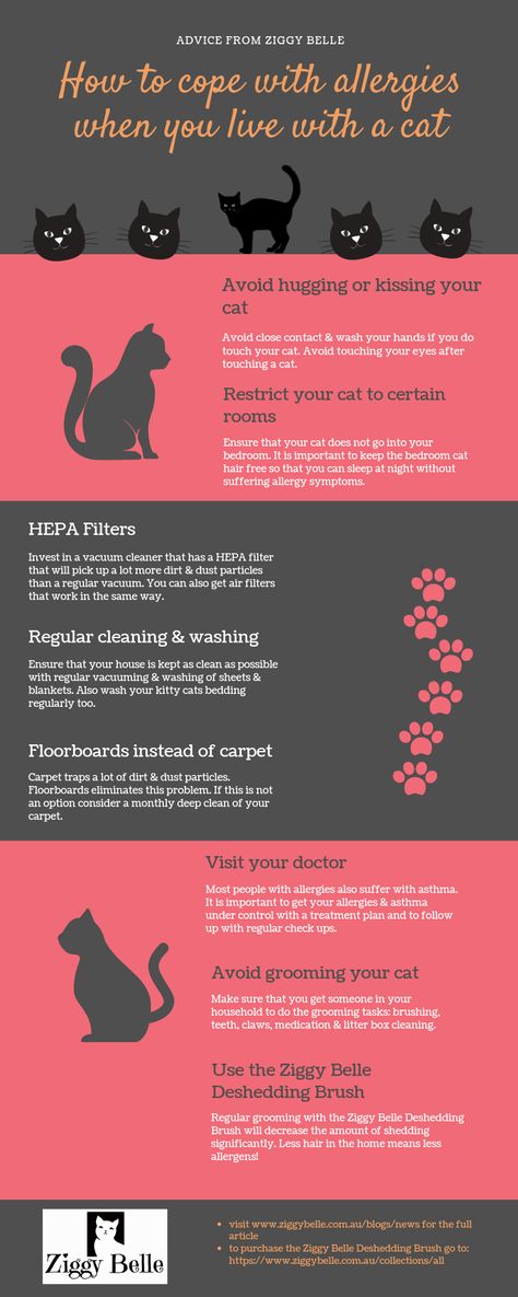 Cat Allergy Remedies, Mancoon Cats, Cat Allergy, 4h Ideas, Cat Bedroom, Allergic To Cats, Living With Cats, Allergy Remedies, Cat Allergies