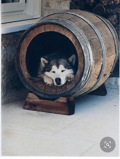 Barrel Dog House, Outdoor Dog House, Cool Dog Houses, Dog Spaces, Dog House Diy, Dog Rooms, Maroon 5, Outdoor Dog, Wine Barrel