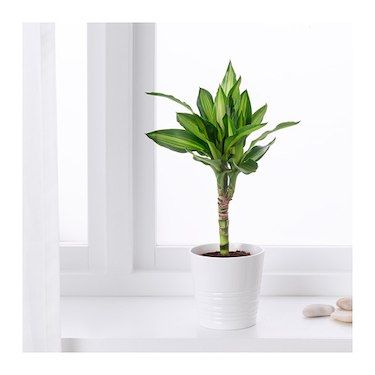 Dracaena Cintho, Office Plants Desk, Large Lamp Shade, Desk Plants, Outdoor Pots, Office Plants, Orchid Care, Orchid Plants, Garden Trellis