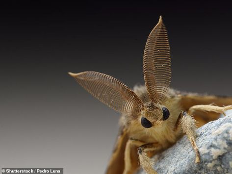 The Entomological Society of America unanimously voted to adopt the moniker 'Spongy Moth' for the Lymantria dispar moth Moth Caterpillar, A Meme, Invasive Species, Farm Heroes, Feeling Sick, Meme Template, Washington State, Cool Watches, Moth