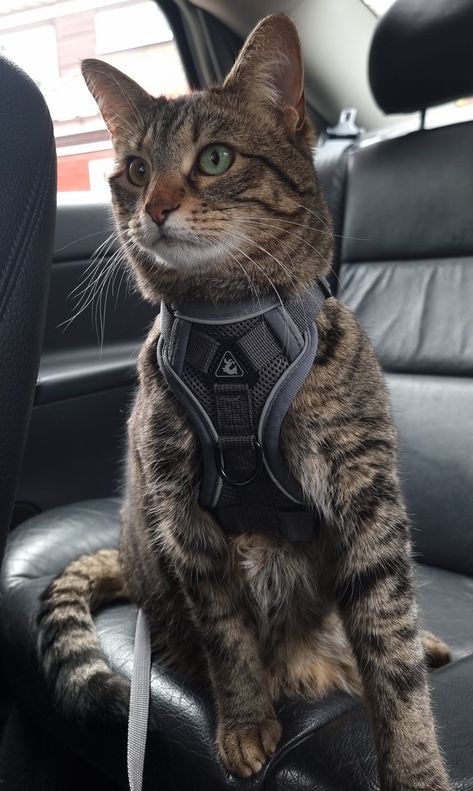 Cat body armour, harness, safety Cat In Harness, Harness Training Cat, Cat Memes Wallpaper, Cat Harness And Leash, Service Cat, Dog Equipment, Body Armour, House Cats, Cat Clothing