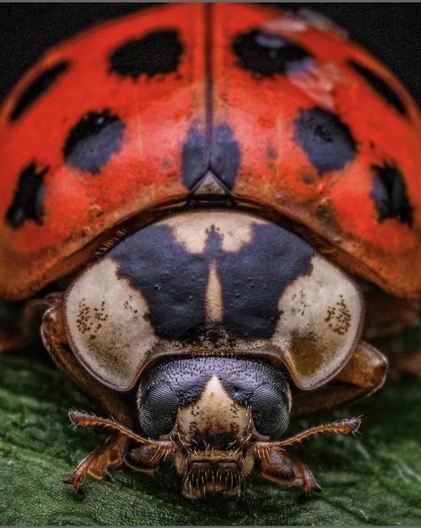 Macro Insect Photography, Beetle Photo, Micro World, Weird Insects, Insect Eyes, Macro Photography Insects, Regard Animal, Alien Photos, Cool Insects