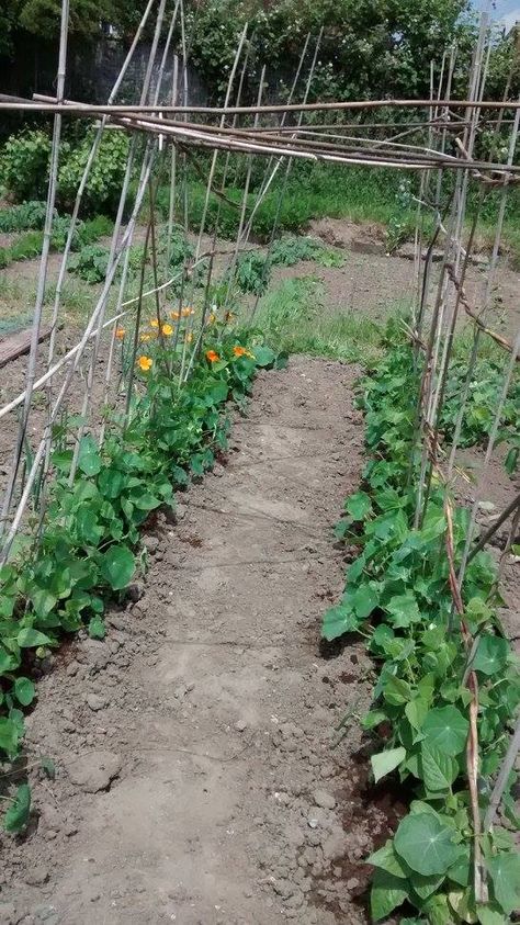 Bean tunnel, June 15 Vegetable Tunnel Ideas, Bean Tunnel, High Tunnel Gardening, Tunnel House Gardening, Pretty Allotment, Veg Patch, The Past, Plants