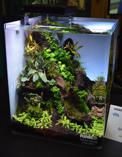 40 Gallon Freshwater Aquarium Ideas, Planted Dirted Tank, 8 Gallon Fish Tank Ideas, Small Planted Tank, Small Tank Ideas, Small Planted Aquarium, Betta Tank Aquascape, Small Planted Aquarium Ideas, Tall Aquascape