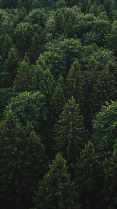 Immerse yourself in the tranquility of this lush forest canopy! Save this serene escape to your nature board and don't forget to follow TheTreeTee for more green escapes. 🌲💚 #NatureLovers #GreenEscape #TheTreeTee #ForestViews #EcoFriendly #AiImage Pine Green Aesthetic, Forest Mood Board, Green Asthetics Wallpaper, Sophia Wallpaper, Green Forest Wallpaper, Forest Green Aesthetic, Forest Wallpaper Iphone, Forest Green Wallpaper, Dark Green Forest