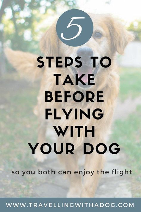 Tips for flying with your dog #dogs #travel #travelingwithadog Flying With Dog, Flying With Pets, Camping With Dogs, Dog Flying, Dogs Tips, Flying Dog, Dog Muzzle, Cavapoo Puppies, Hiking Dogs