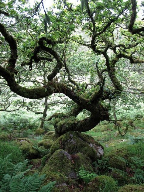 Wistman's Wood in the ancient high-level woodlands of Dartmoor in Devon, southwest England Sacred Groves, West England, Old Tree, Ancient Tree, Tree Hugger, Tree Forest, Jolie Photo, South West, Enchanted Forest