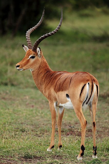 Did you know? only male Impalas have horns.These impressive horn are used when males fight and help protects their skull from damage. Impala Antelope, Impala Animal, Black Buck, African Antelope, Deer Family, Rare Animals, African Wildlife, Wildlife Animals, African Animals