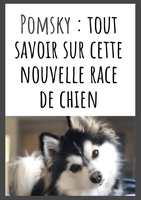 Vous n’êtes sans doute pas passé à côté du phénomène du Pomsky. Cette nouvelle race de chien créée au début des années 2000 fait craquer la toile grâce à son physique plus que mignon. Dog Owner, Dressage, Border Collie, Dog Breeds, Husky, Labrador, Dresser, Dogs, Animals