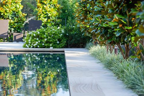 Sandstone Flagging Frames the Pool. Privacy is Achieved Through Boundary Planting of Magnolia ‘Teddy Bear’ Underplanted with Variegated Liriope (Liriope Jaburan ‘Variegata’). Peter Fudge, Pool Landscape Design, Australian Garden, Formal Garden, Backyard Pool Landscaping, Luxury Garden, Formal Gardens, Landscaping Tips, Back Gardens