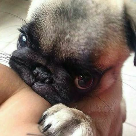 Oh my goodness. Would you just look at that face!! Cute Pug Puppies, Pugs And Kisses, Baby Pugs, Bulldog Francese, Pug Puppies, Cute Pugs, Pug Lover, Baby Animals Funny, Pug Love