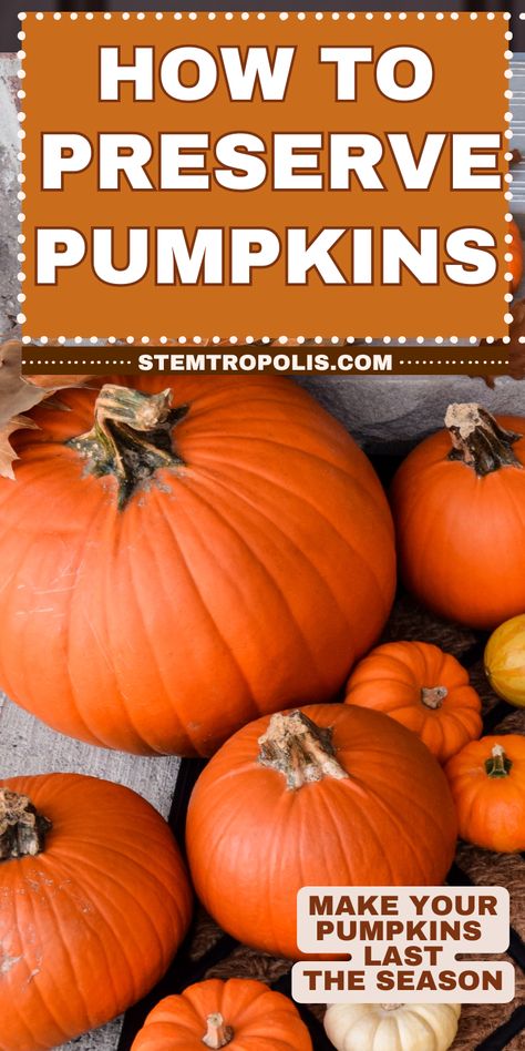 Looking to preserve your pumpkins for fall décor? Learn how to keep your pumpkins from rotting with simple, effective tips! Whether you're decorating your porch or creating unique pumpkin displays, we share easy methods to preserve carved pumpkins and uncarved pumpkins alike. Keep your pumpkin decorations looking fresh all season long with these tricks for preserving pumpkins, perfect for any fall-themed porch or home décor. How To Keep Jack O Lanterns From Rotting, Preserving Pumpkins For Outside, Preserve Pumpkins For Outside, How To Keep Pumpkins From Rotting, How To Dry Pumpkins, How To Preserve Pumpkins, Preserve Carved Pumpkin, Preserve Pumpkins, Puking Pumpkin