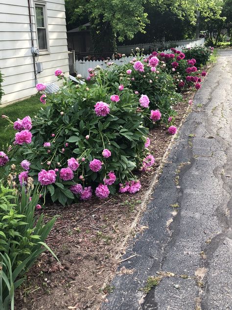 Peony Front Yard, Peony Bush Front Yards, Peonies Front Of House, Peony Bush Landscaping, Peonies Front Yard, Peony Landscaping, Peony Bushes, Peony Bush, Grasses Landscaping