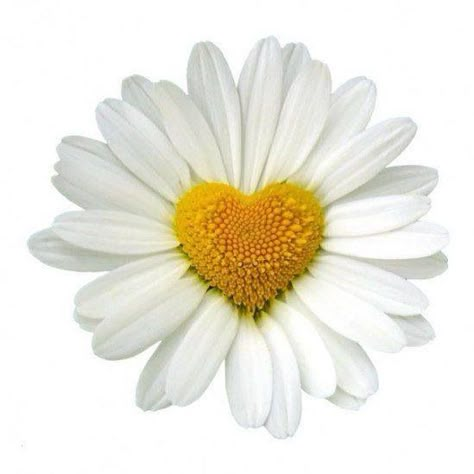 Daisy Heart Hearts In Nature, Daisy Cottage, Heart In Nature, Daisy Daisy, 3 Hearts, Daisy Love, Daisy Girl, I Love Heart, Happy Flowers