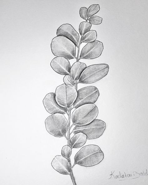 How To Draw Eucalyptus, Foliage Sketch Pencil, Leaf Sketch Pencil Simple, Botanical Pencil Sketches, Leaves Drawing Pencil, Leaves Sketch Pencil, Plants Drawing Pencil, Leaf Sketch Pencil, Plant Sketch Pencil