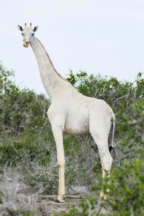 Rare Albino Animals, White Giraffe, Albino Animals, Most Beautiful Animals, A Giraffe, Unusual Animals, Rare Animals, Endangered Animals, Majestic Animals