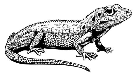 Reptile Drawings Sketch, How To Draw Lizard, Lizard Sketch, Iguana Drawing, Lizard Drawing, Desert Lizards, Lizard Art, Travel Kids, Linoleum Print