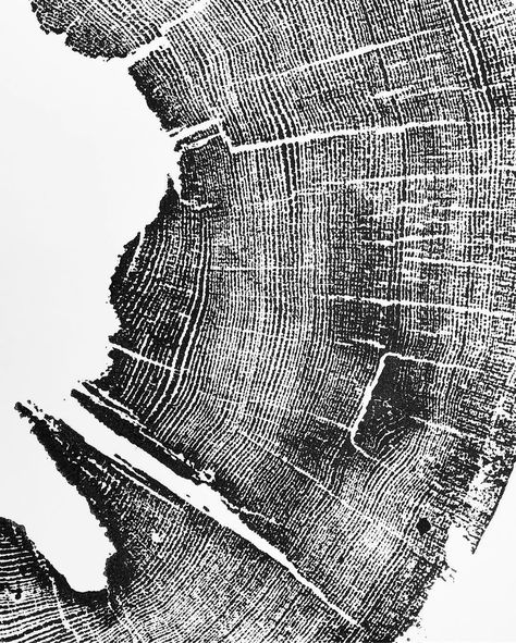 Erik Linton (@linton_art) • Instagram photos and videos Tree Slice Art, Tree Ring Art, Pacific Northwest Art, Woodcut Print, Tree Textures, My Purpose, Tree Ring, Tree Stamp, Soyut Sanat Tabloları