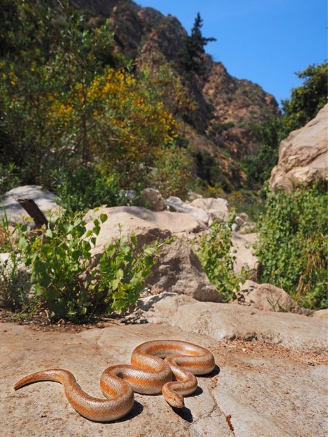 Rosy Boa. Southwestern U.S. and Northwestern Mexico. Rosy Boa, Cool Snakes, Cute Reptiles, Cute Snake, Crested Gecko, King Cobra, Wild Beauty, Reptiles And Amphibians, Zoology