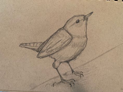 Wren Sketch, Wren Drawing, Botanical Journal, Study Motivation Inspiration, Bird Drawings, Wren, Custom Hats, Study Motivation, Motivation Inspiration