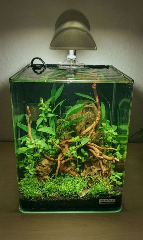 Planted Cube Aquarium, Cube Fish Tank Ideas, Cube Tank Aquascape, Cube Aquascape, Nano Fish Tank, Planted Aquarium Ideas, Nano Aquascape, Cube Aquarium, Fish Aquarium Decorations