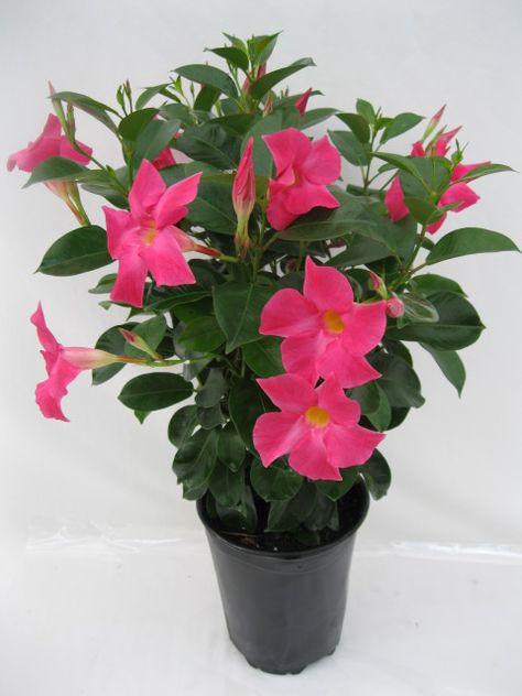 Dipladenia RIO Pink 6 in Pink Plant, Spring Flowers, Plants, Flowers, Pink