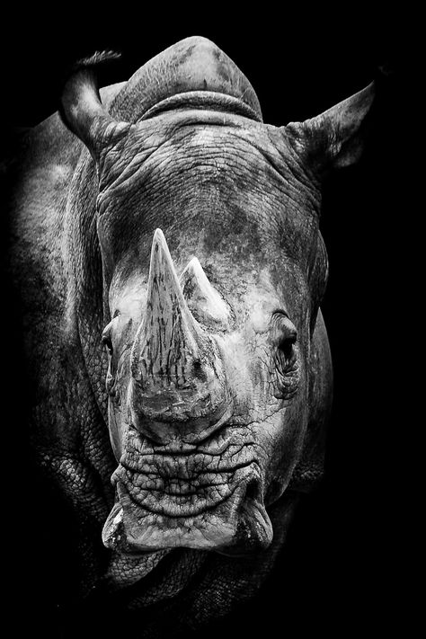 Rhino Art, White Rhinoceros, Wild Animals Photography, Albino Animals, Animals Photography, Rhinos, African Animals, Photography Portrait, Animal Wallpaper