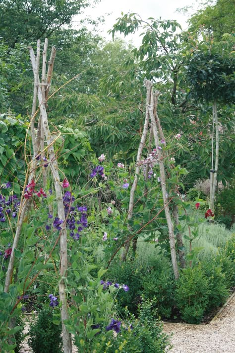 Sweet Peas at Heale House, Middle Woodford, Salisbury, England Flower Allotment Ideas, Trellis Decorating Ideas, Allotment Ideas Inspiration, Salisbury England, Garden Trellis Ideas, Allotment Ideas, Trellis Ideas, Allotment Gardening, Potager Garden