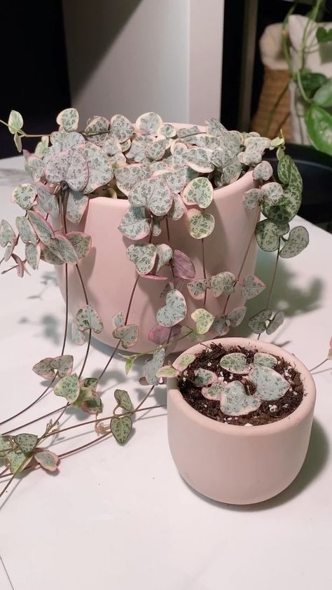 Variegated String Of Hearts, Heart Plant, String Of Hearts, Purple Heart Plant, String Of Hearts Plant, Chain Of Hearts, Low Maintenance Indoor Plants, Green Magic, Trailing Plants