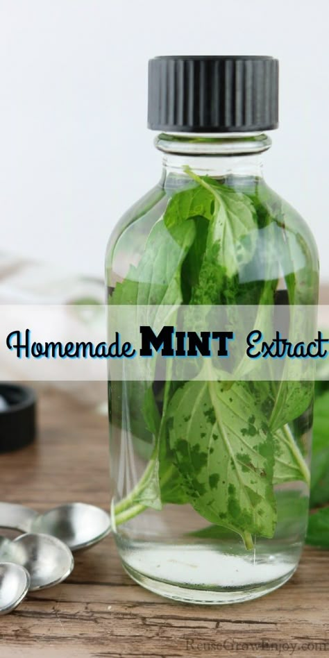 Have mint taking over the garden? This homemade mint extract is so easy to make and such a great way to use up a large amount of mint. Makes a great gift! Wild Mint Uses, Mint Oil Diy, Dried Mint Recipes, How To Make Mint Essential Oil, Things To Do With Mint, Ways To Use Mint, What To Do With Mint From The Garden, Fresh Mint Uses, Mint Oil Recipe