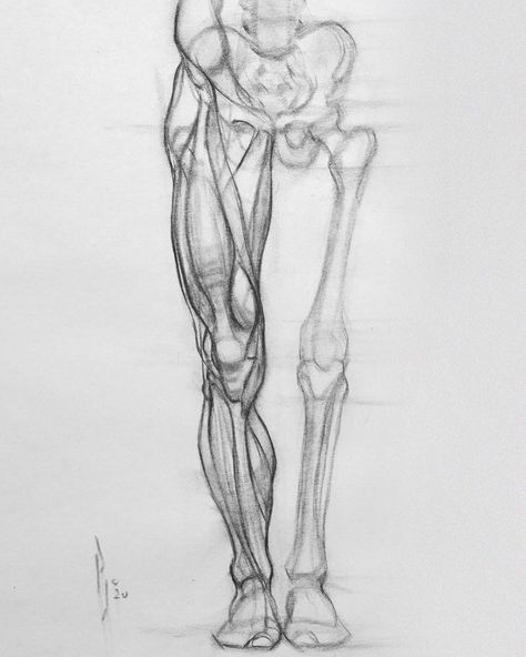 Patrick J Jones, Live Drawing, Anatomy Sculpture, Human Leg, Drawing Anatomy, Human Anatomy Drawing, Human Skeleton, Human Anatomy Art, Anatomy Sketches