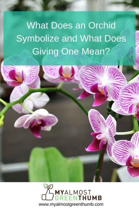 Ever wondered about the meaning and symbolism behind an orchid? Here are a few tidbits of information to help you understand the orchid and its significance. The post What Does an Orchid Symbolize and What Does Giving One Mean? appeared first on My Almost Green Thumb. Orchid Meaning, Purple Meaning, Flower Words, Yellow Orchid, Rare Orchids, Artificial Orchids, Flower Meanings, The Orchid, Cymbidium Orchids