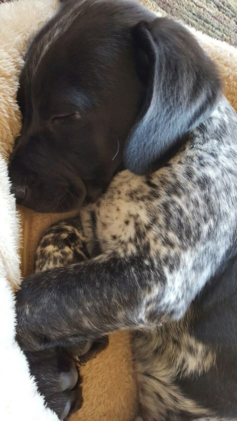 German Short Haired Pointer Puppy, German Short Haired Pointer, German Shorthaired Pointer Black, Pointer Puppy, Gsp Dogs, Gsp Puppies, Short Haired Pointer, German Shorthaired Pointer Dog, Pointer Puppies