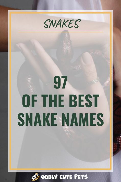 A list of 97 of the best names for snakes. A great compilation of snake names for a variety of categories. [DETAILS] Ball Python Names, Cute Snake Names, Snake Names Ideas, Pet Snake Names, Snake Names, Mythological Names, Snake Care, Snake Goddess, Pokemon Names