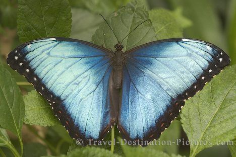 Butterfly Blue Emperor Butterfly, Costa Rica Poster, Emperor Butterfly, Mey Rin, Animal Crossing Wiki, Animal Poses, Butterfly And Moth, Types Of Butterflies, Animals Wallpapers