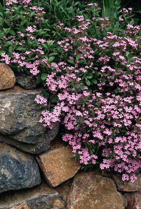 A low-maintenance perennial that deserves to be grown in more gardens is soapwort, which makes a pretty, mat-forming groundcover. It produces so many starry pink flowers in summer that the green foliage is almost completely covered. #gardening #grassalternatives #landscaping #groundcover #groundcoverplants #bhg Creeping Phlox, Rock Garden Plants, Ground Cover Plants, Have Inspiration, Flowering Shrubs, Garden Cottage, Ground Cover, Lawn And Garden, Shade Garden