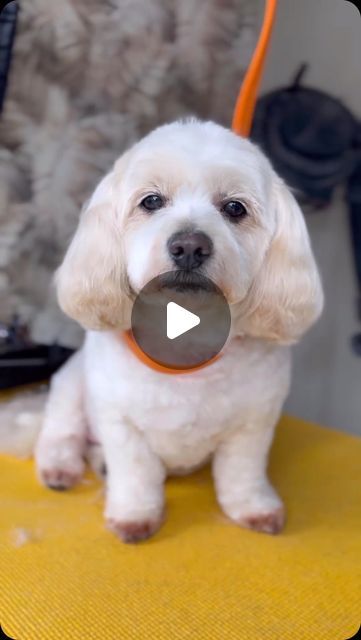 Verity Hardcastle on Instagram: "Oldie But Goodie… his face at the end 🥹

All products from 
@thecoatltd 
@heinigerswitzerland 

#groomer #doggrooming #grooming" Dog Grooming, All Products, The End, Dogs, On Instagram, Instagram