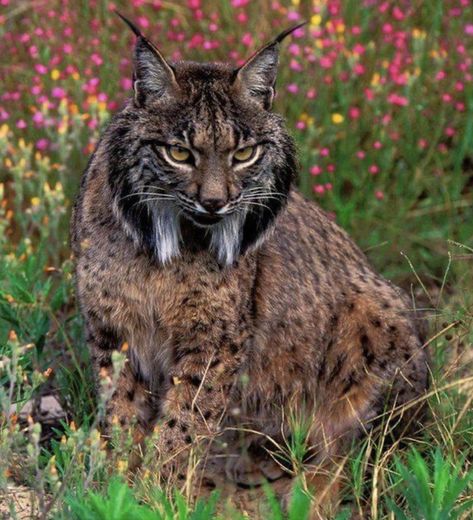 Bobcat Pictures, Iberian Lynx, Small Wild Cats, Exotic Cats, Animal Groups, Pretty Animals, Cat Family, Boutique Hotels, Wildlife Animals