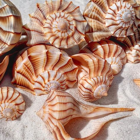 Meredith 🌞🐚 Photographer on Instagram: “Lightning whelks.  A common fun find in Florida. ☀️🐚☀️🐚☀️🐚☀️🐚 * * * * * #whelk #florida #spiral #shell #seashell #shelling #shells…” Closed Terrarium Plants, Seashell Creations, Mermaid Crowns, Closed Terrarium, Beautiful Seashells, Beautiful Shells, Spiral Shell, Mermaid Crown, Terrarium Plants