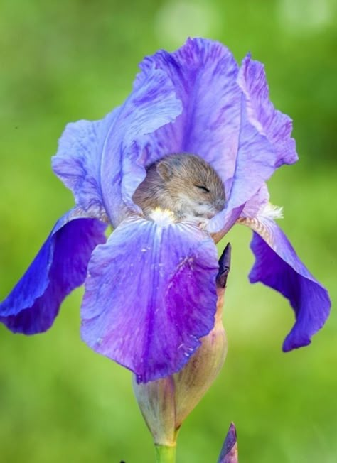 Harvest Mice, Harvest Mouse, Animal References, Iris Flowers, Little Animals, Sweet Animals, Hamsters, Rodents, Beautiful Animals