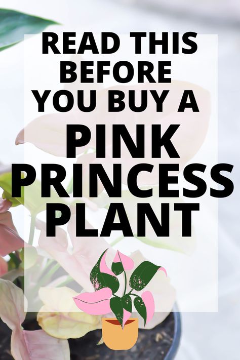 Pink Pothos Plant, Repotting Pink Princess Philodendron, Phylodendrum Pink Princess, Pink Princess Propagation, Pink Princess Philodendron Tattoo, White Princess Philodendron, Pink House Plants, Pink Philodendron, Pink Princess Plant