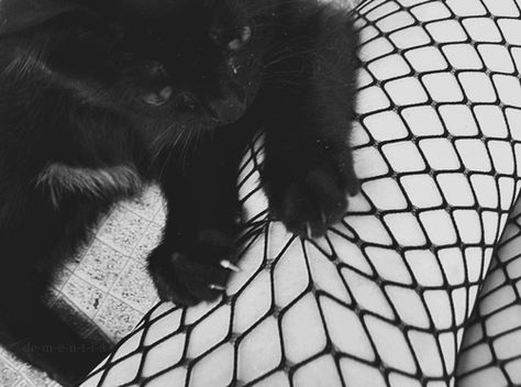 kitty:D Fishnet Aesthetic, Pansy Parkinson, Style Aesthetic, White Photos, Black Cats, Beetlejuice, Grunge Aesthetic, White Aesthetic, Black Aesthetic