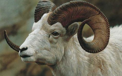 Goat Ref Carl Brenders, G.o.a.t Wallpaper, Animals With Horns, Deer Wallpaper, Big Horn Sheep, Goat Horns, Mule Deer, Mountain Goat, Wildlife Artists