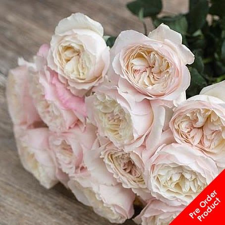 Fragrance Garden, David Austin Wedding, Garden Rose Bouquet, Scent Garden, Fragrant Roses, Wedding Rose, Flower Company, Florist Supplies, Garden Rose