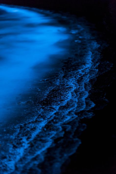 Old and new sparkles blending together    | Bioluminescence | | nature |  #Bioluminescence #nature https://biopop.com/ Bioluminescence Beach Aesthetic, Glowing Beaches, Glowing Algae, Glow In The Dark Aesthetic, Bioluminescence Water, Glowing Nature, Bioluminescence Beach, Bioluminescent Water, Bioluminescent Algae