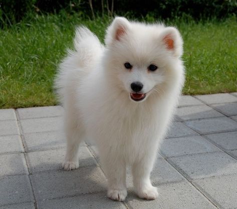 Spitz Dog Breeds, Japanese Spitz Puppy, Japanese Spitz Dog, Spitz Puppy, Spitz Dogs, Samoyed Puppy, Japanese Spitz, Cute Dogs And Puppies, Siberian Husky