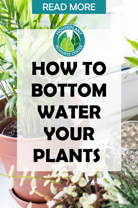 How To Water House Plants, Best Way To Water Indoor Plants, How To Water Plants, How To Water Hanging Plants, Watering Indoor Plants Tips, Watering Indoor Plants, How To Bottom Water Plants, Bottom Watering, Plant Watering Hacks