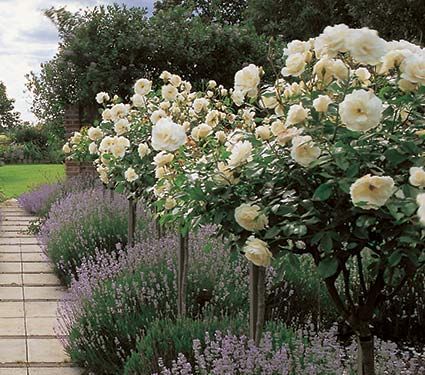 Rose Iceberg Tree Form - White Flower Farm | { garden ... Iceberg Rose Hedge, White Iceberg Roses Front Yard, Rose Tree Landscape, Standard Roses Front Garden, Iceberg Roses Landscape, White Rose Border, Rose Iceberg, Iceberg Roses, Rose Hedge