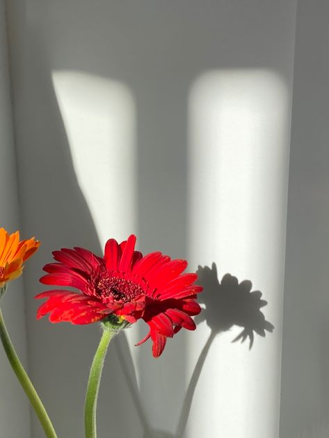 Gerbera Daisy Wallpaper, Daisy Wallpaper, Flower Iphone Wallpaper, Aesthetic Flowers, Gerbera Daisy, Flowers Wallpaper, Flower Phone Wallpaper, Really Funny Memes, Photography Ideas